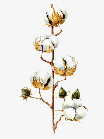 棉花png图片素材下载_棉花png_熊猫办公