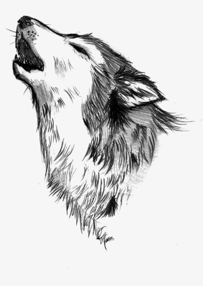 狼png图片素材下载_素描png_熊猫办公