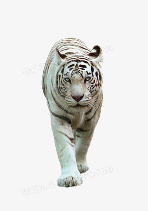 白虎png图片素材下载 白虎png 熊猫办公 白虎png图片素材下载 白虎png 熊猫办公