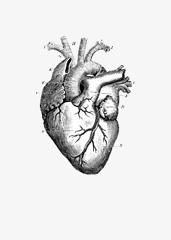 心脏图片结构图素描图片