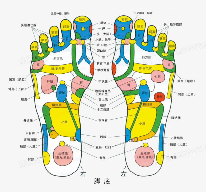 脚底xue位图图片