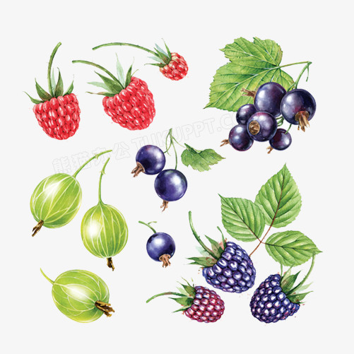 各种小果子手绘画png图片素材下载_素材图片png_熊猫办公