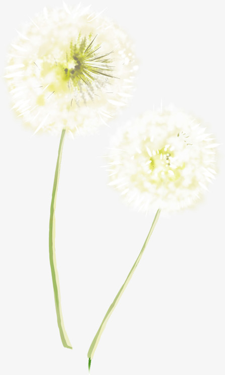 白色梦幻花朵蒲公英