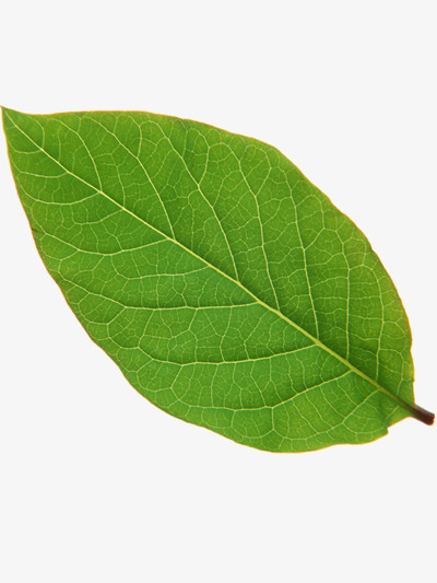 高清绿色大树叶子