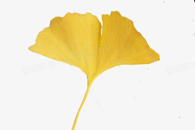 一片银杏叶子png图片素材下载_银杏png_熊猫办公