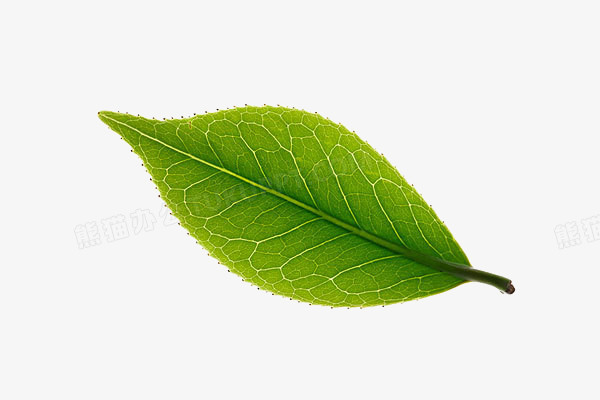 一片绿色的叶子素材