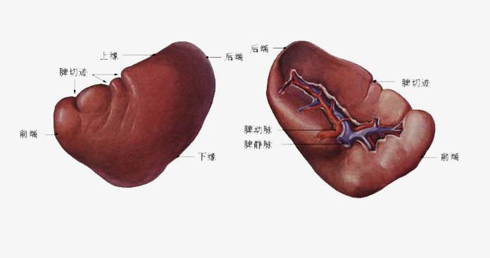 脾脏的真实图片图片