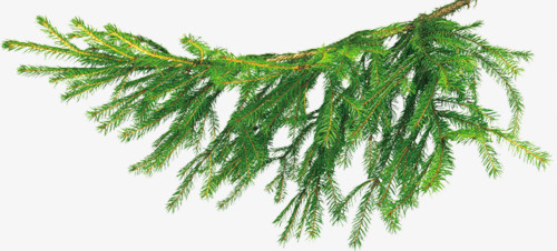 细松树枝png图片素材下载_松树枝png_熊猫办公