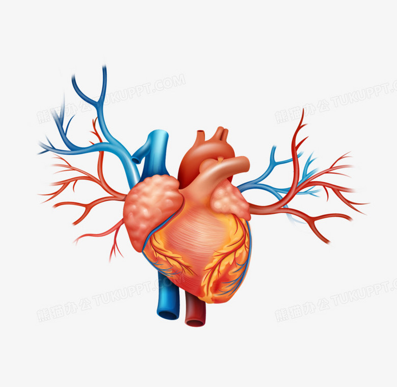 逼真的心脏PNG图片素材下载_逼真PNG_熊猫办公