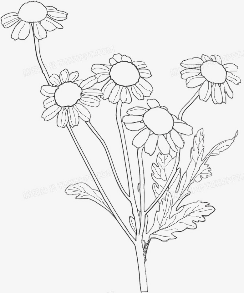 手绘甘菊雅洁素描