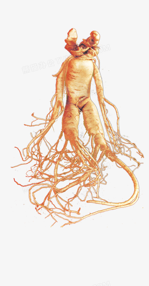 人参png图片素材下载_人参png_熊猫办公