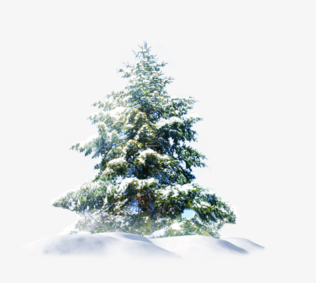 雪中松树png图片素材下载_松树png_熊猫办公