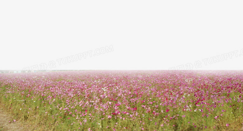 小花花海png图片素材下载_花海png_熊猫办公