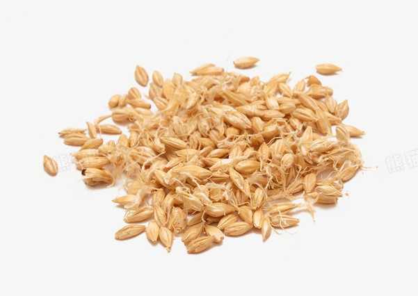 麦芽种子