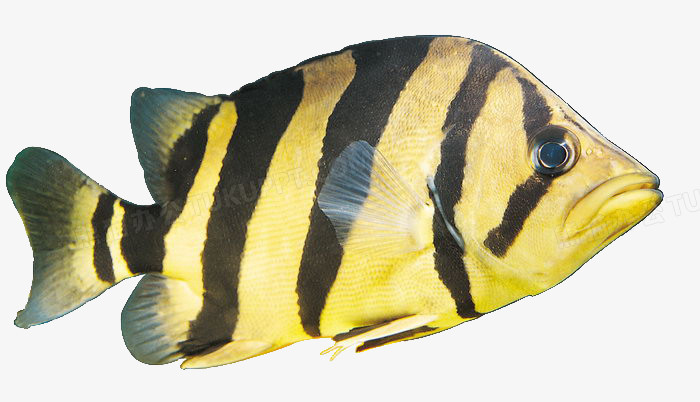黑白相间条纹的热带鱼图片