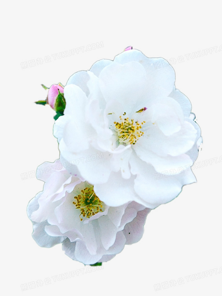白色蔷薇花png图片素材免费下载 蔷薇花png 3072 4096像素 熊猫办公