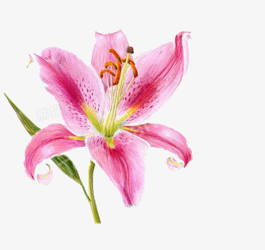 百合花png图片素材免费下载 百合花png 546 514像素 熊猫办公 百合花png图片素材免费下载 百合花png 546 514像素 熊猫办公