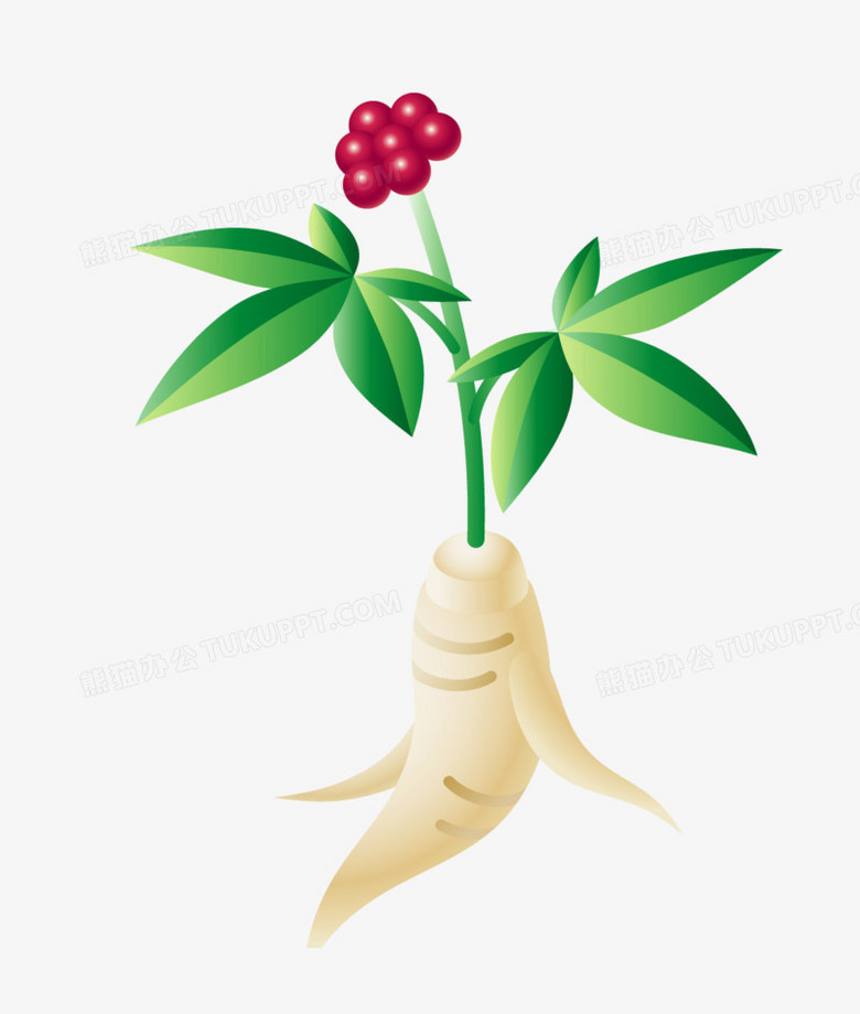 卡通手绘人参中药材