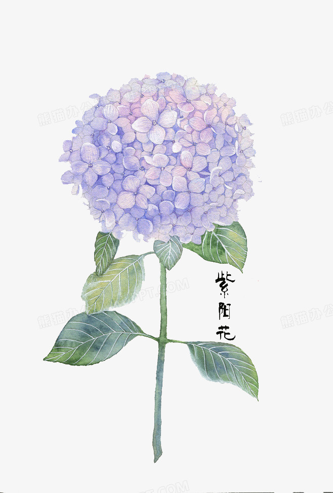 手绘紫阳花