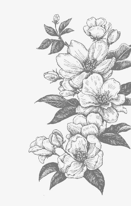 素描桃花png图片素材下载_桃花png_熊猫办公