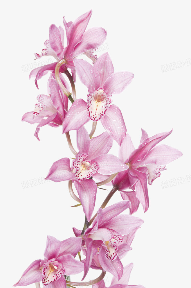 花卉png图片素材下载_花卉png_熊猫办公