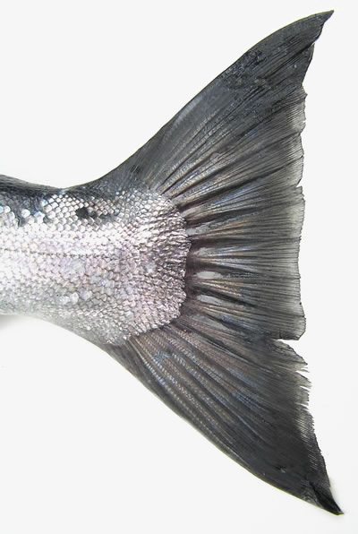 鱼尾png图片素材下载_鱼尾png_熊猫办公