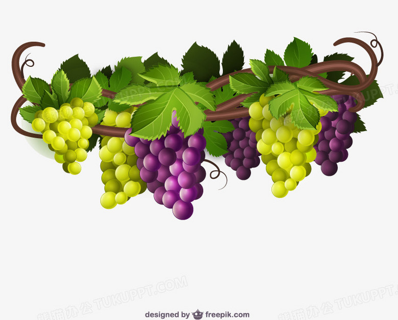 葡萄藤矢量 Png图片素材免费下载 矢量png 793 637像素 熊猫办公