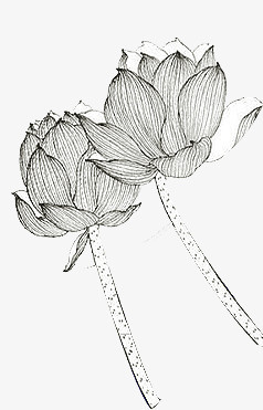 线描荷花