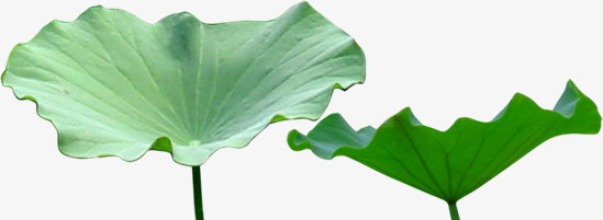 荷叶png图片素材下载_荷叶png_熊猫办公