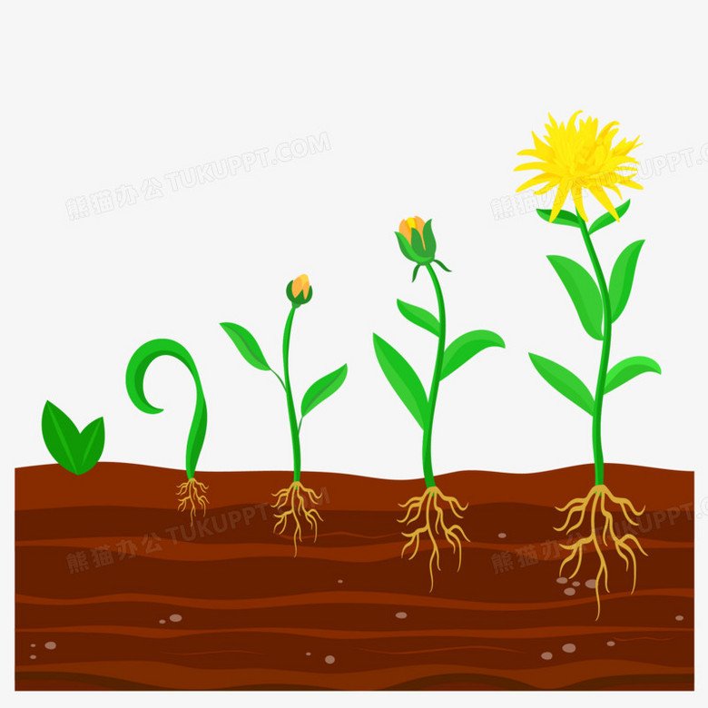 卡通矢量播种培育流程图免抠素材