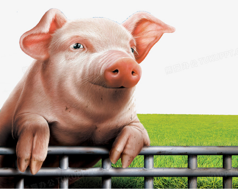 猪趴在栏杆上的图片图片