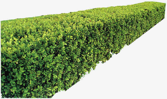 绿化带环境素材图片