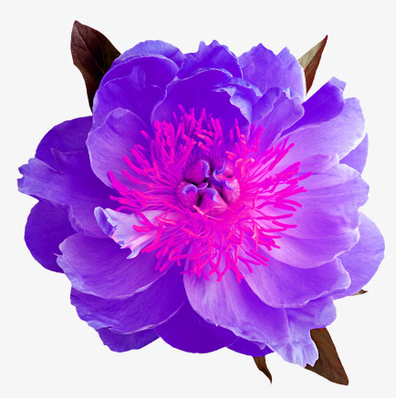 紫色绽放花朵png图片素材下载