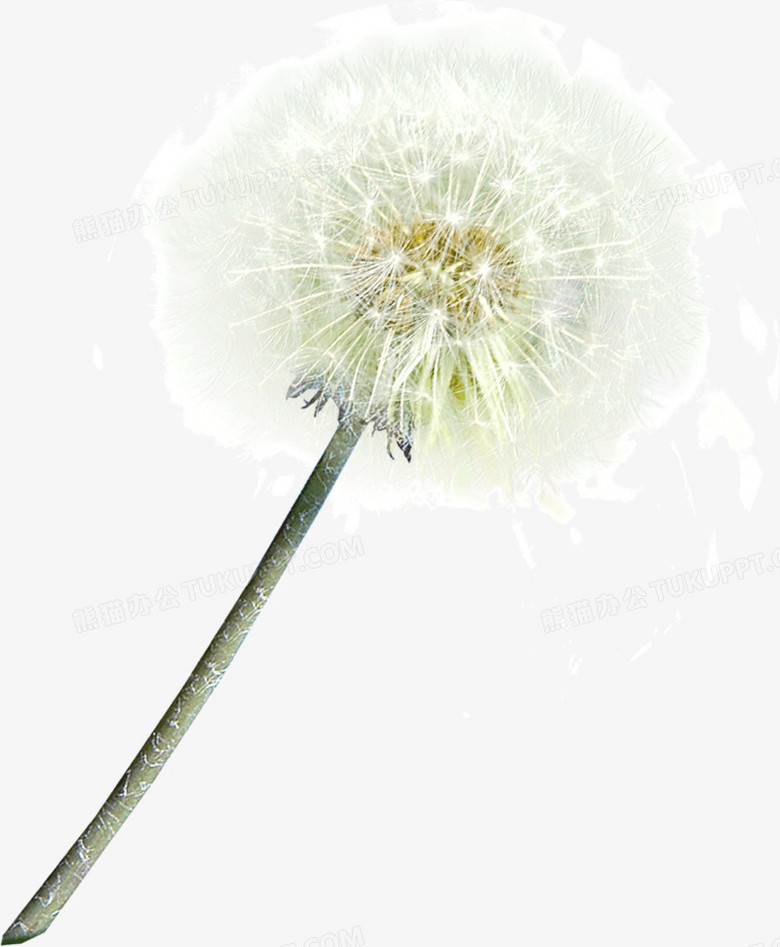 蒲公英png图片素材下载_蒲公英png_熊猫办公