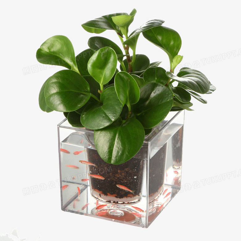 养鱼花盆植物盆栽鱼缸png图片素材免费下载 植物png 800 800像素 熊猫办公 养鱼花盆植物盆栽鱼缸png图片素材免费下载 植物png 800 800像素 熊猫办公