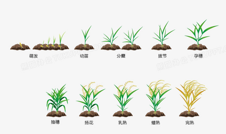 稻子生长过程简笔画图片