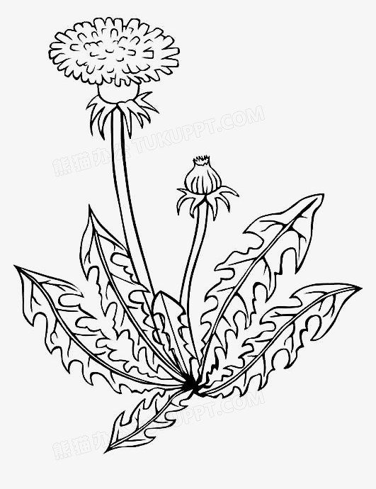 本作品全称为《黑色简约手绘精美线描蒲公英创意元素》,在整个配色上