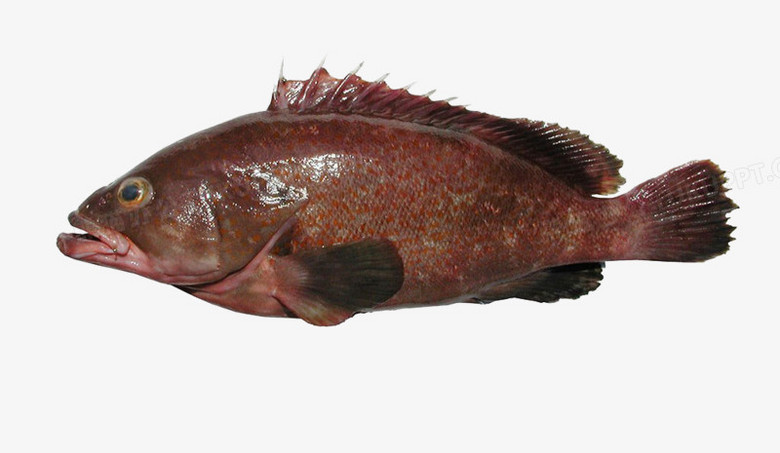 赤点石斑鱼高清图片