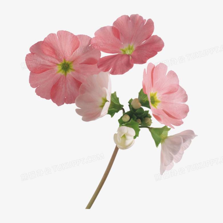 鲜花元素手绘花朵图片素材 粉色花朵