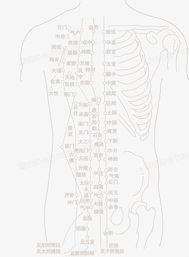 人形脉络图png图片素材免费下载 脉络png 723 984像素 熊猫办公