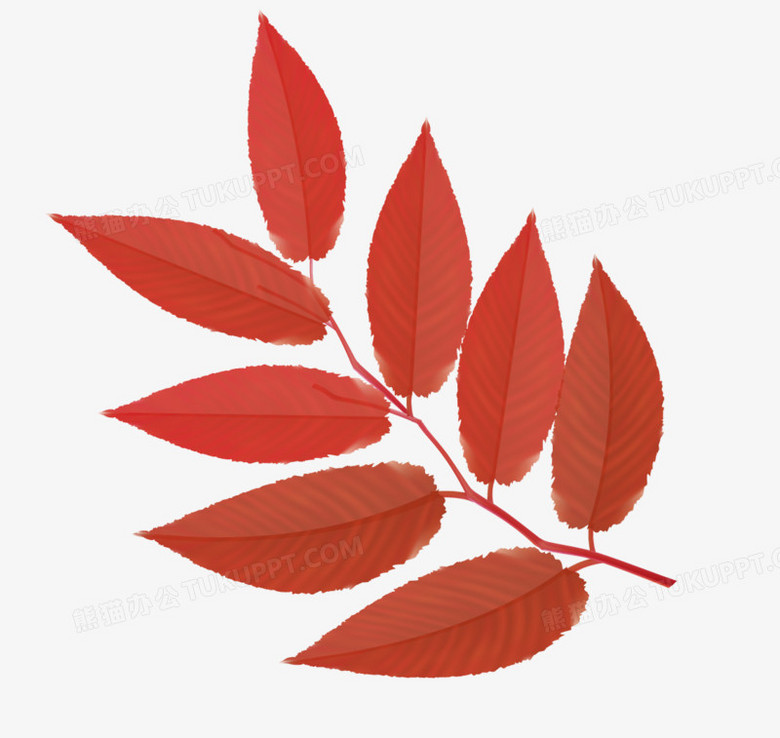 缤纷秋叶设计矢量png图片素材下载 设计png 熊猫办公