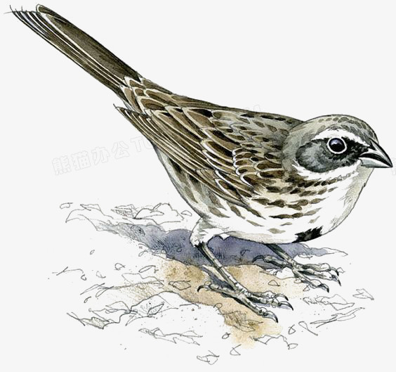 麻雀png图片素材下载 麻雀png 熊猫办公