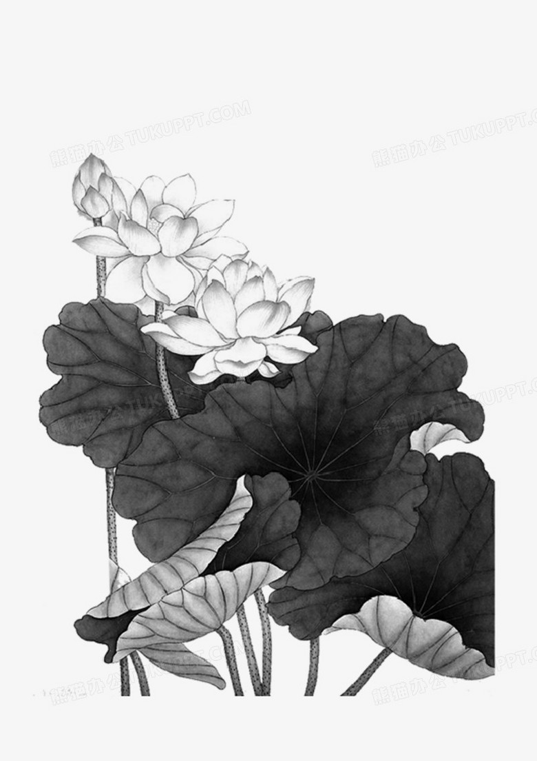 荷花荷叶黑白中国画