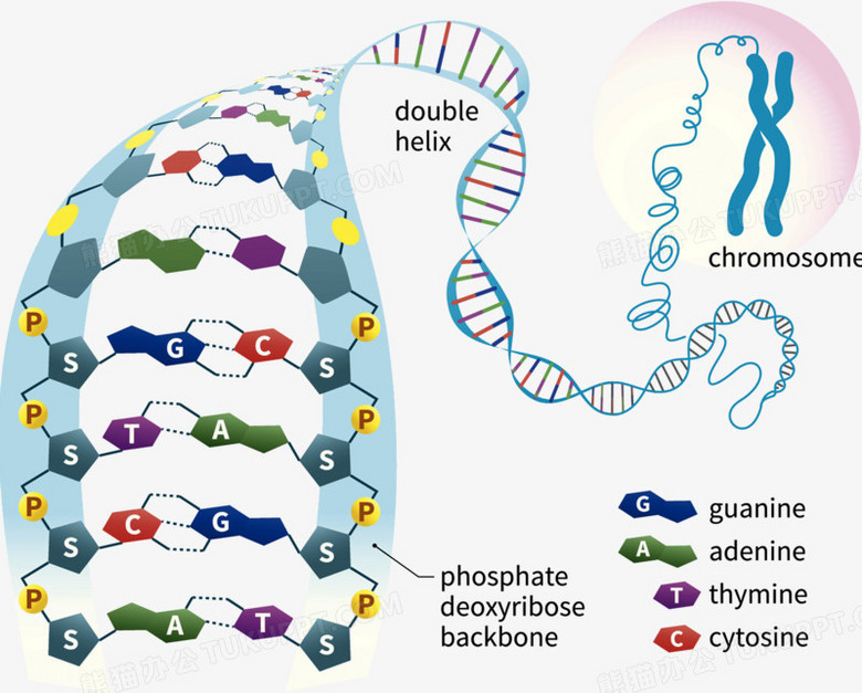 nucleotides-castell-alun-high-school-biology