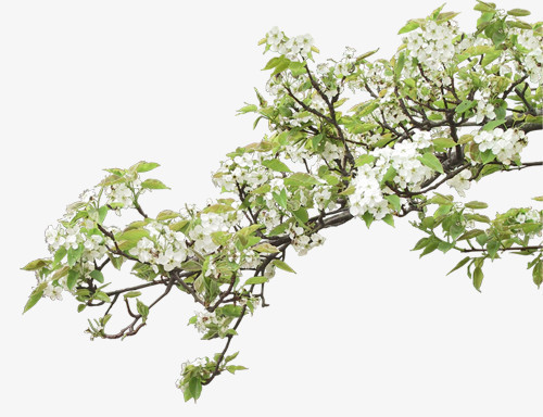 盛开的梨花png图片素材下载_盛开png_熊猫办公