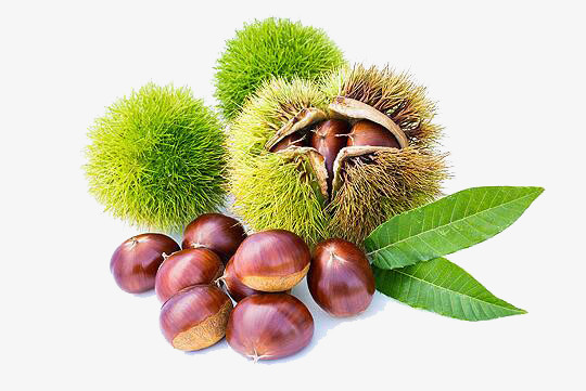 带刺的栗子果实