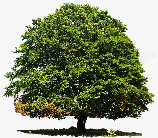 一棵落叶乔木树