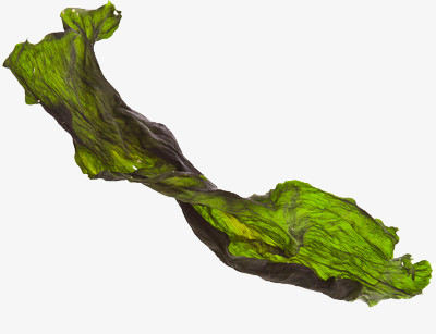 一片海带png图片素材下载_海带png_熊猫办公