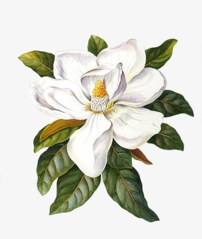 白花png图片素材下载 白花png 熊猫办公 白花png图片素材下载 白花png 熊猫办公