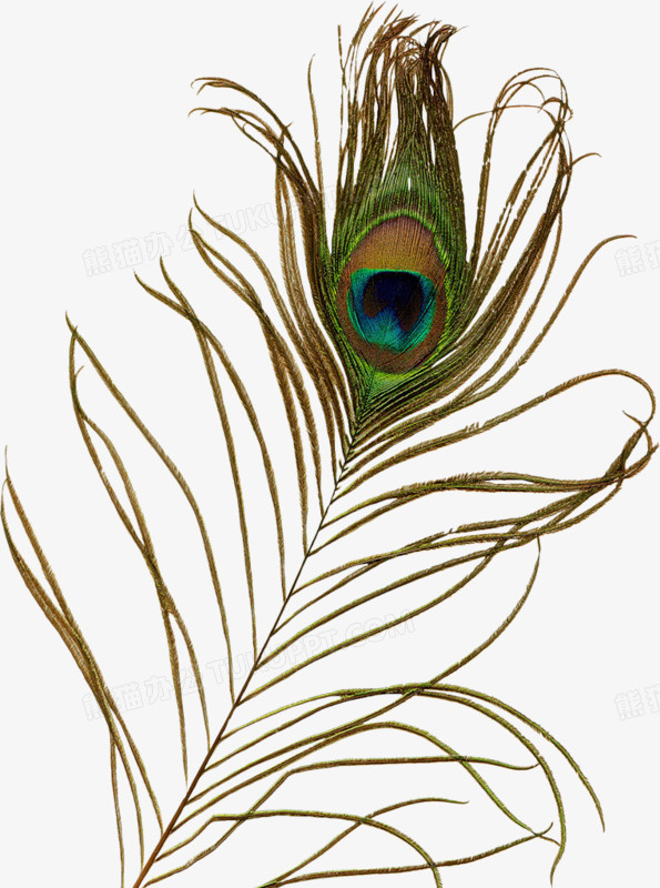 孔雀羽毛装饰